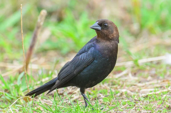 Brown Headed Cowbird Grass Minnesota River Minnesota River National Wildlife — Stock Photo, Image