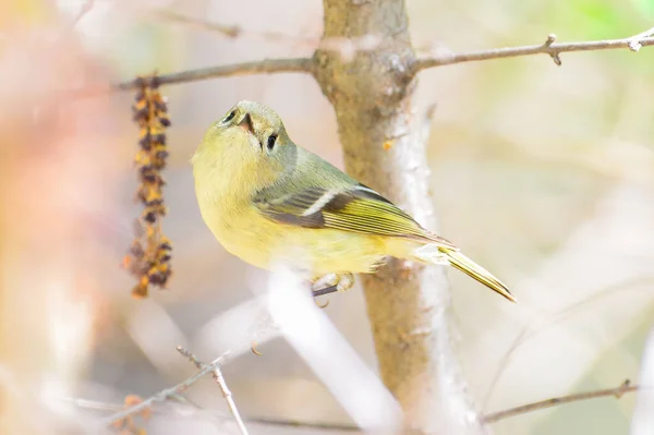 Ruby Crowned Kinglet Likely Female Juvenile Closeup Portrait Tree Branch — Stock Photo, Image