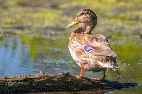 Stockente Auf Einem Baumstamm Einem Feuchtgebiet Minnesota River — Stockfoto