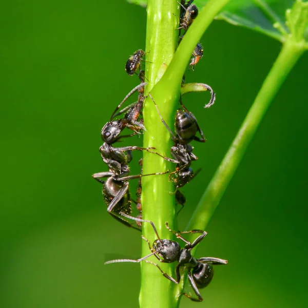 有孩子的绿色植物茎上的蚂蚁 — 图库照片
