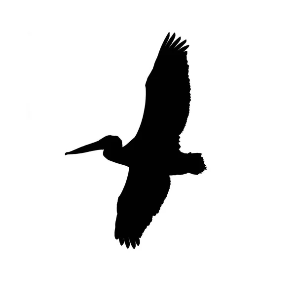 Minnesota Nehri 'nde uçan bir Amerikan beyaz pelikanının silüeti.