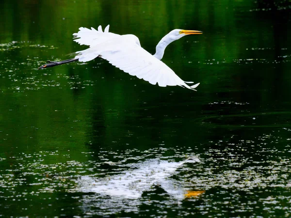 Great Egret Flying Lake Wood Lake Nature Center Minnesota — Stock Photo, Image