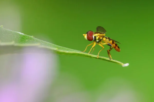 Flor Volar Una Hoja Verde Naturaleza Tomada Wood Lake Nature — Foto de Stock