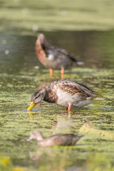 Ducks Minnesota River Selective Focus Mallard Duck Dabbling Vegetation — Stock Photo, Image