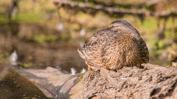 Mallard Duck Resting Fallen Log Tree Trunk Wetland Minnesota River — Stock Photo, Image