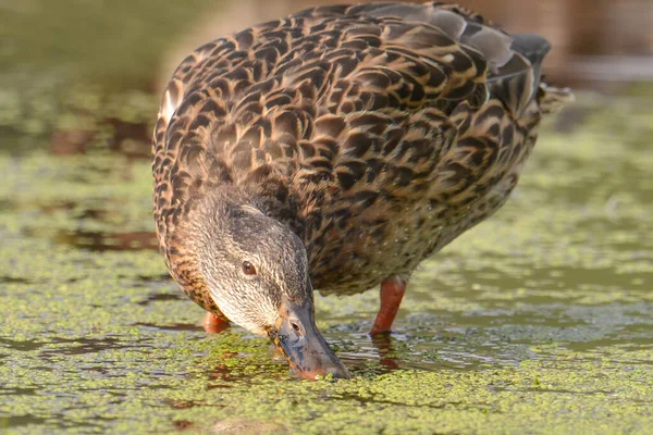 Mallard Duck Dabbling Vegetation Minnesota River Minnesota River National Wildlife — Stock Photo, Image