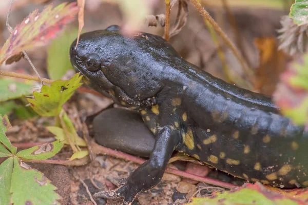 Salamandra Manchada Grande Principios Otoño Área Vida Silvestre Crex Meadows — Foto de Stock