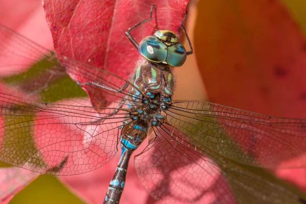 Creer Una Especie Libélula Darner Azul Tomada Área Vida Silvestre — Foto de Stock