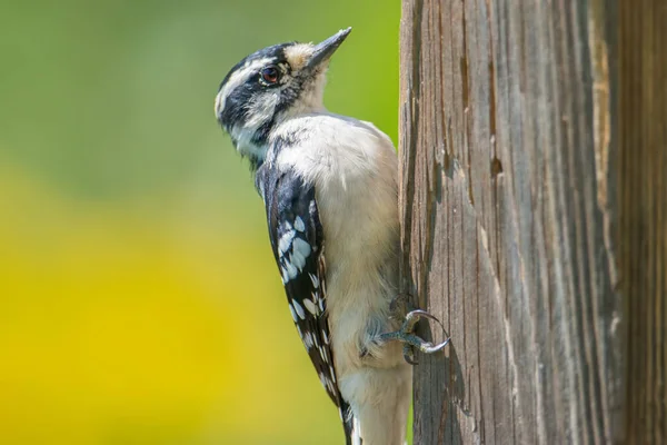Downy Possibly Hairy Woodpecker Wooden Pole Beautiful Blurry Bokeh Natural — Stock Photo, Image