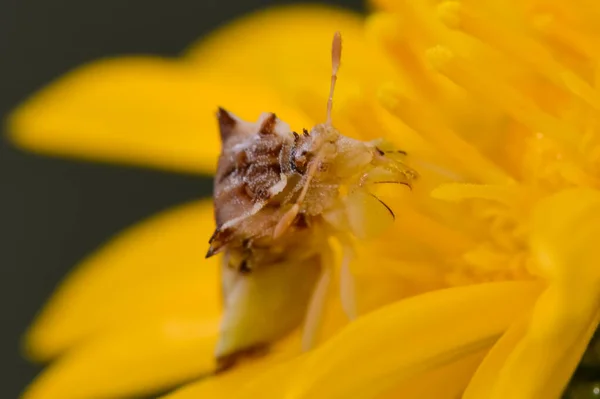 明尼苏达州河附近的一朵美丽的黄色野花上 有一个锯齿状的埋伏虫特写 — 图库照片