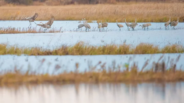 Sandhill Kraniche Übernachten Während Der Herbstwanderung Bei Sonnenuntergang Crex Meadows — Stockfoto