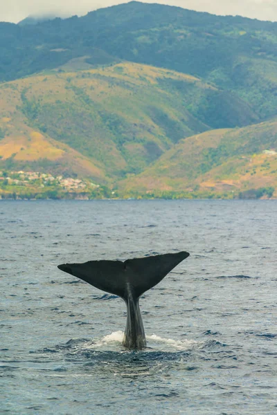 Maria Kasırgası 'ndan önce Dominica adasının kıyısında sperm balinası.