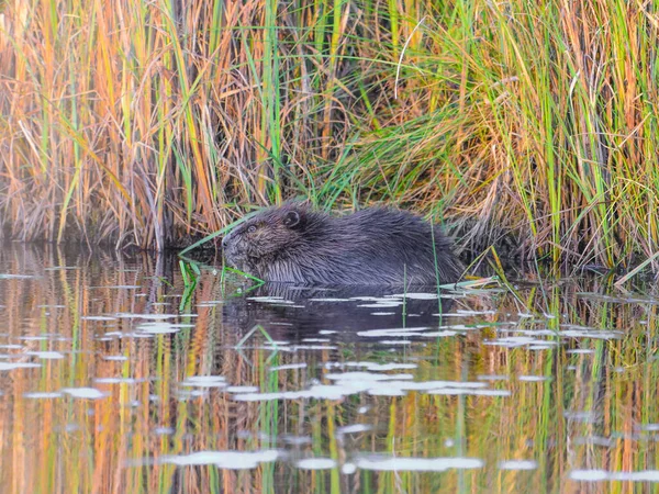 Castor Dans Une Zone Humide Pendant Coucher Soleil Par Une — Photo