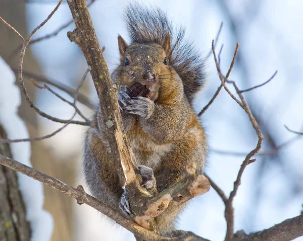 Gray squirrel eating near the minnesota river during winter