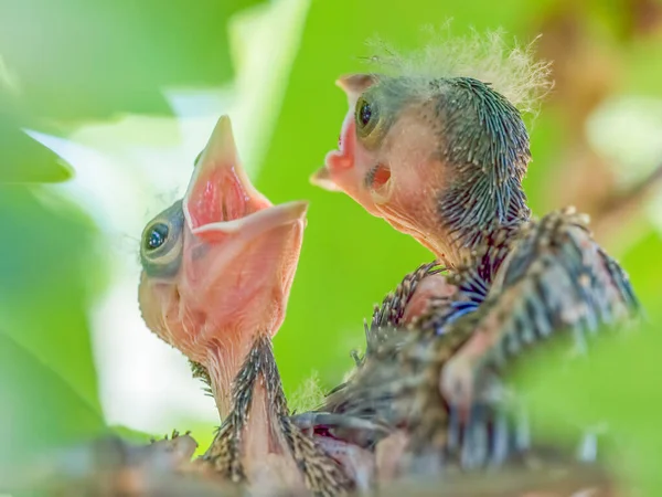 Червоноокі Пташенята Дзвонять Кричать Щоб Отримати Батьки Щоб Принести Їжу — стокове фото