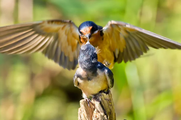 Baby Barn Swallow Being Fed Damselfly Parent Minnesota River National — Stock Photo, Image