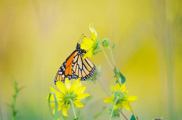 Borboleta Monarca Flor Silvestre Crex Meadows Wildlife Area — Fotografia de Stock