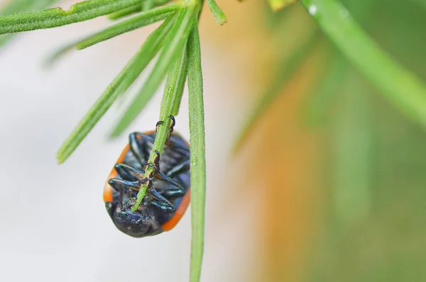 Lady bug belly on an evergreen with feet and face in focus