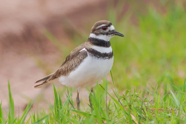 Killdeer Standing Grass Rural Road Bird Image Taken Crex Meadows — Stock Photo, Image