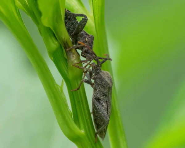Dos Insectos Apestosos Que Interactúan Exuberante Vegetación Tomada Área Vida —  Fotos de Stock