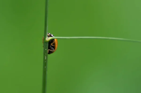 Spód Wspinaczki Pani Bug Zielonej Trawie Pięknym Zielonym Tle Obraz — Zdjęcie stockowe