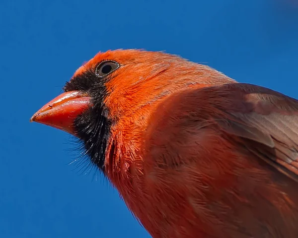 Kuzey Kardinali Başını Yakın Çekim — Stok fotoğraf