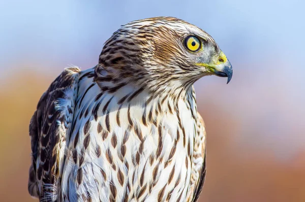 Βόρεια Goshawk Στο Hawk Ridge Στο Duluth — Φωτογραφία Αρχείου