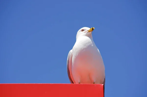 Gaivota Empoleirada Com Fundo Azul — Fotografia de Stock