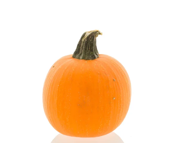 Small Pumpkin Isolated White Background — Stock Photo, Image