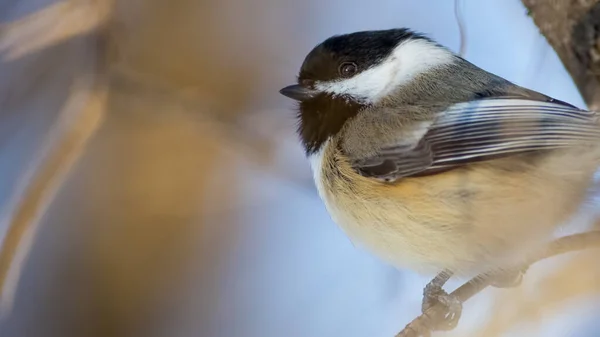 Chickadee Capa Negra Tomada Cerca Del Arroyo Minnehaha Minneapolis Minnesota —  Fotos de Stock