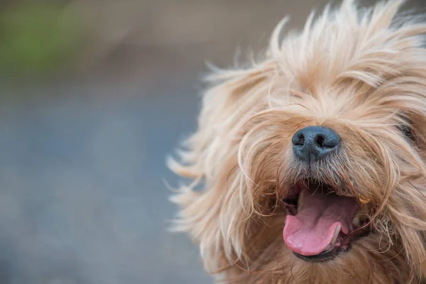 Niedliche Yorkshire Terrier Porträt Draußen Einem Windigen Tag — Stockfoto