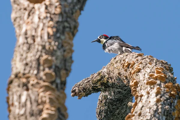 Pic Maïs Perché Sur Une Branche Arbre Dans Parc État — Photo