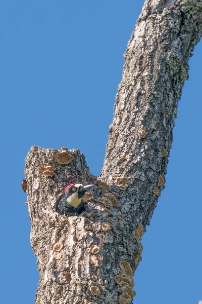 Acorn Woodpecker Peeking Out Hole Tree Trione Annadel State Park — Stock Photo, Image