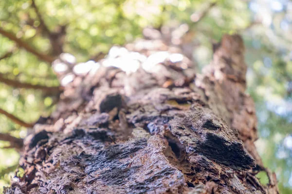 Olhando Para Uma Sequoia Gigante Armstrong Redwoods State Natural Reserve — Fotografia de Stock