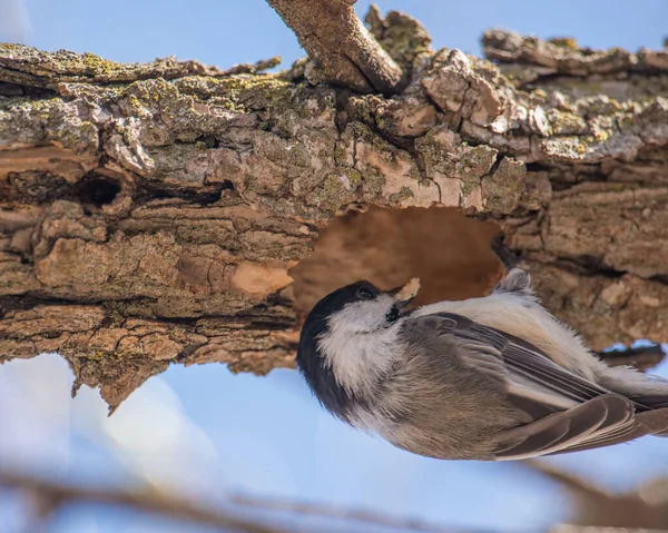 Primer Plano Del Pollito Gorra Negra Quitando Trozo Madera Agujero — Foto de Stock