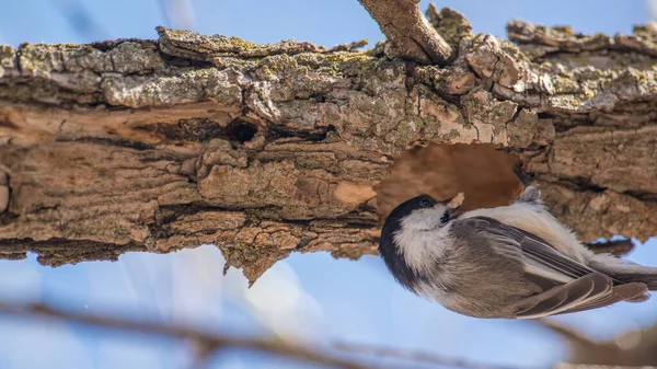 Närbild Svart Capped Kyckling Bort Bit Trä Från Ett Hål — Stockfoto