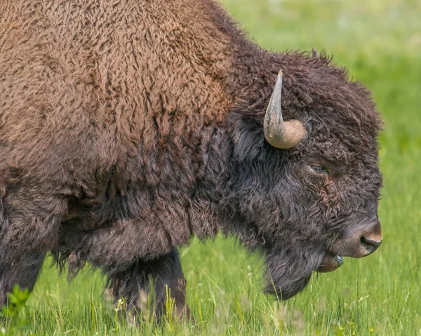 Güney Dakota 'daki Custer Eyalet Parkı' nda bufalo yaklaşıyor.