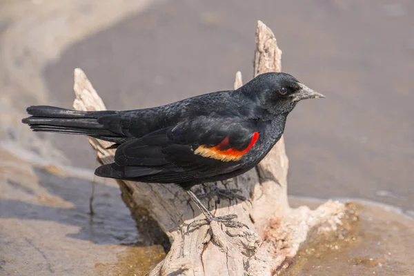 Rotflügelamsel Nahaufnahme Minnesota Valley Wildlife Refuge — Stockfoto