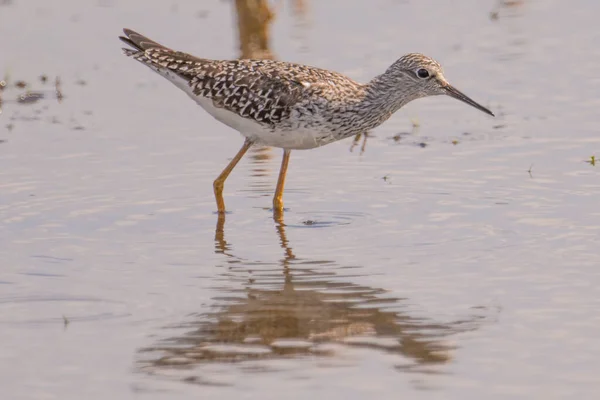 Ritratto Ravvicinato Specie Sandpiper Cosce Gialle Che Cacciano Nelle Zone — Foto Stock