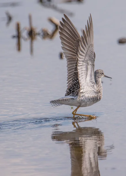 Großaufnahme Von Strandläufer Gelbfüßen Die Einem Feuchtgebiet Minnesota River Minnesota — Stockfoto