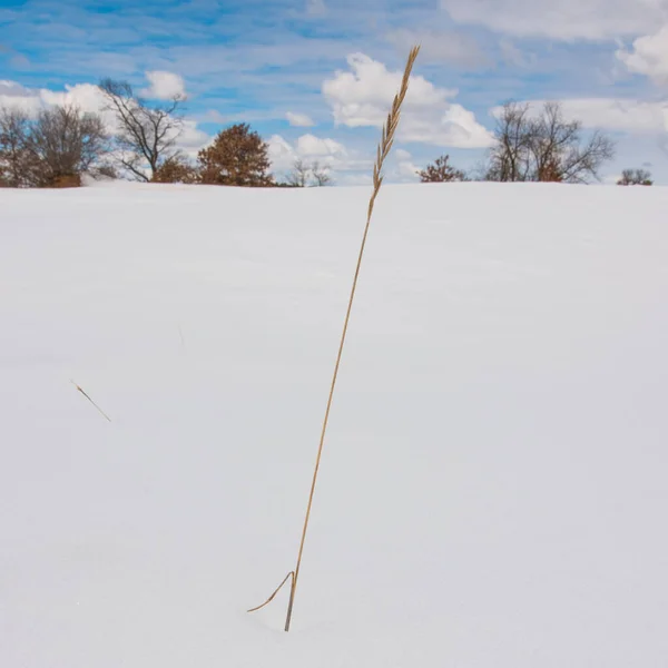 Blade Grass Poking Out Vast Snowy Landscape Trees Blue Skies — Stock Photo, Image