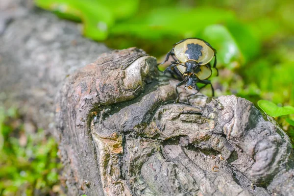 密执安州上半岛的豪猪山脉荒野州立公园 美国腐尸甲虫在树根上交配时被遮掩 树根上的树皮和绿叶模糊不清 — 图库照片
