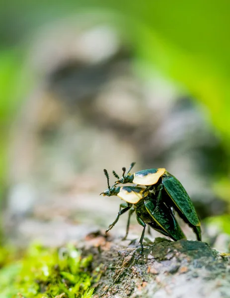 密执安州上半岛的豪猪山脉荒野州立公园 美国腐尸甲虫在树根上交配时被遮掩 树根上的树皮和绿叶模糊不清 — 图库照片