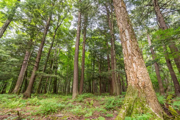 Deciduous Tree Forest Green Leaves Porcupine Mountains Wilderness State Park — Stock Photo, Image