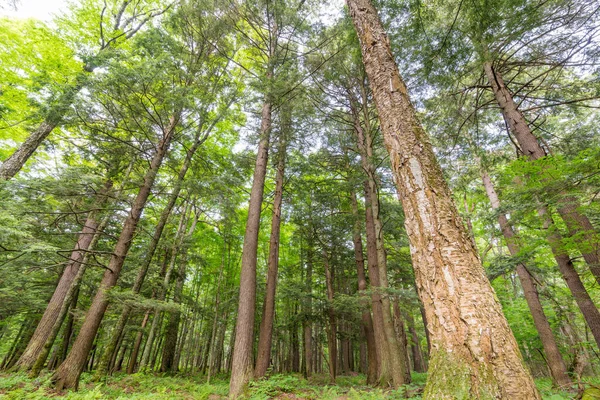 Deciduous Tree Forest Green Leaves Porcupine Mountains Wilderness State Park — Stock Photo, Image