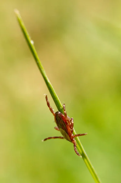 Wood Tick Blade Grass Northeastern Wisconsin Stock Picture