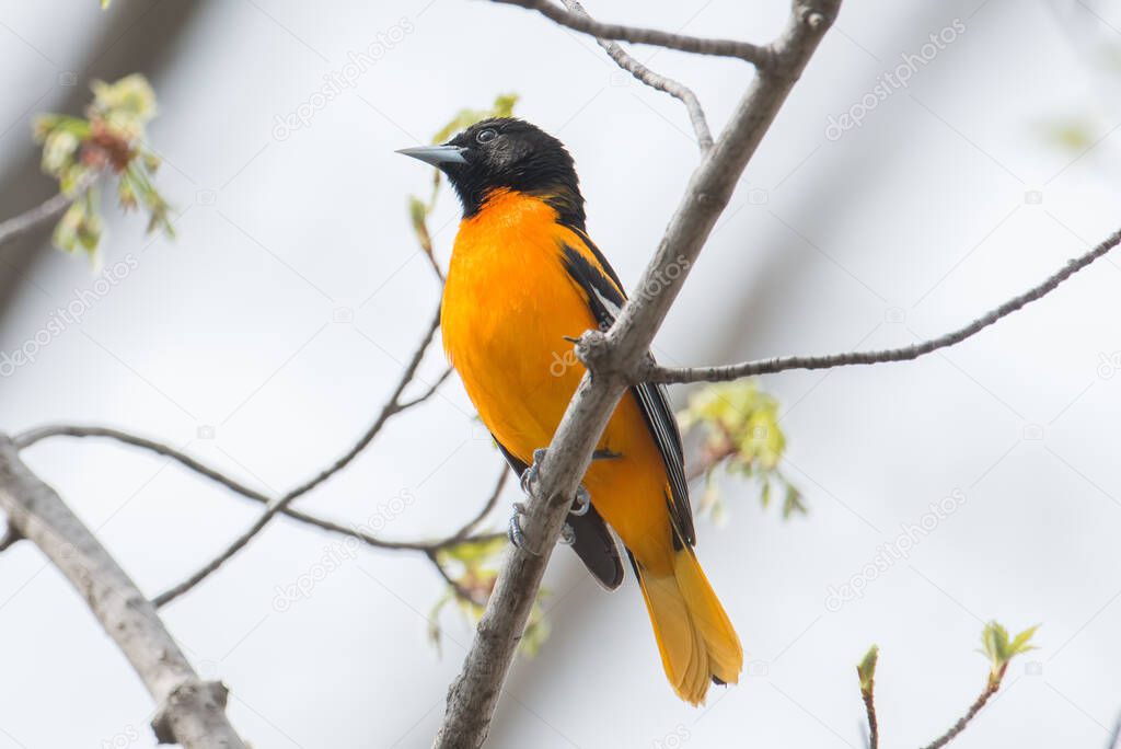 Baltimore oriole on a branch with a white overcast sky background in the Minnesota River National Wildlife Refuge