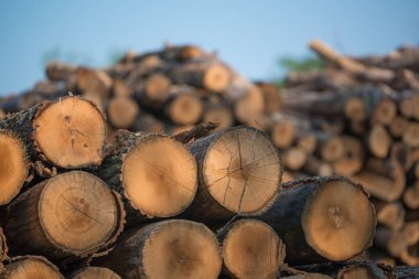 Kuzey Wisconsin 'deki Vali Knowles Eyalet Ormanı' ndan istiflenmiş ağaç yığınları - DNR 'de hasat edilen ormanları var.