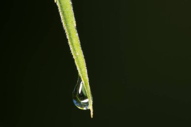 İnce yeşil yaprağın sonunda, Theodore Wirth Park 'taki siyah arka planda oluşan su damlacığının ayrıntılı çekim makrosu.