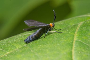 Minnesota 'daki Theodore Wirth Parkı' nda gündüz güve türünün yakın çekim makrosu.